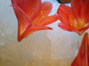 crystal flower close up