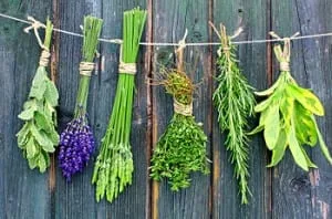 drying herbs001 300x198 drying herbs001 300x198